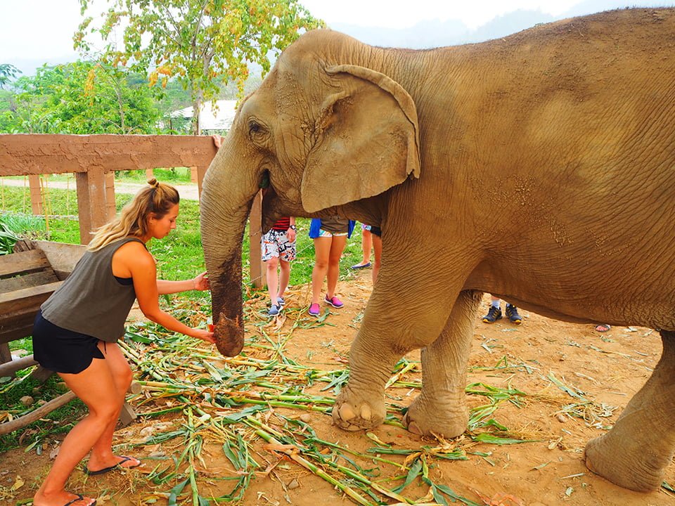 Słonie uwielbiaaaaają arbuzy…